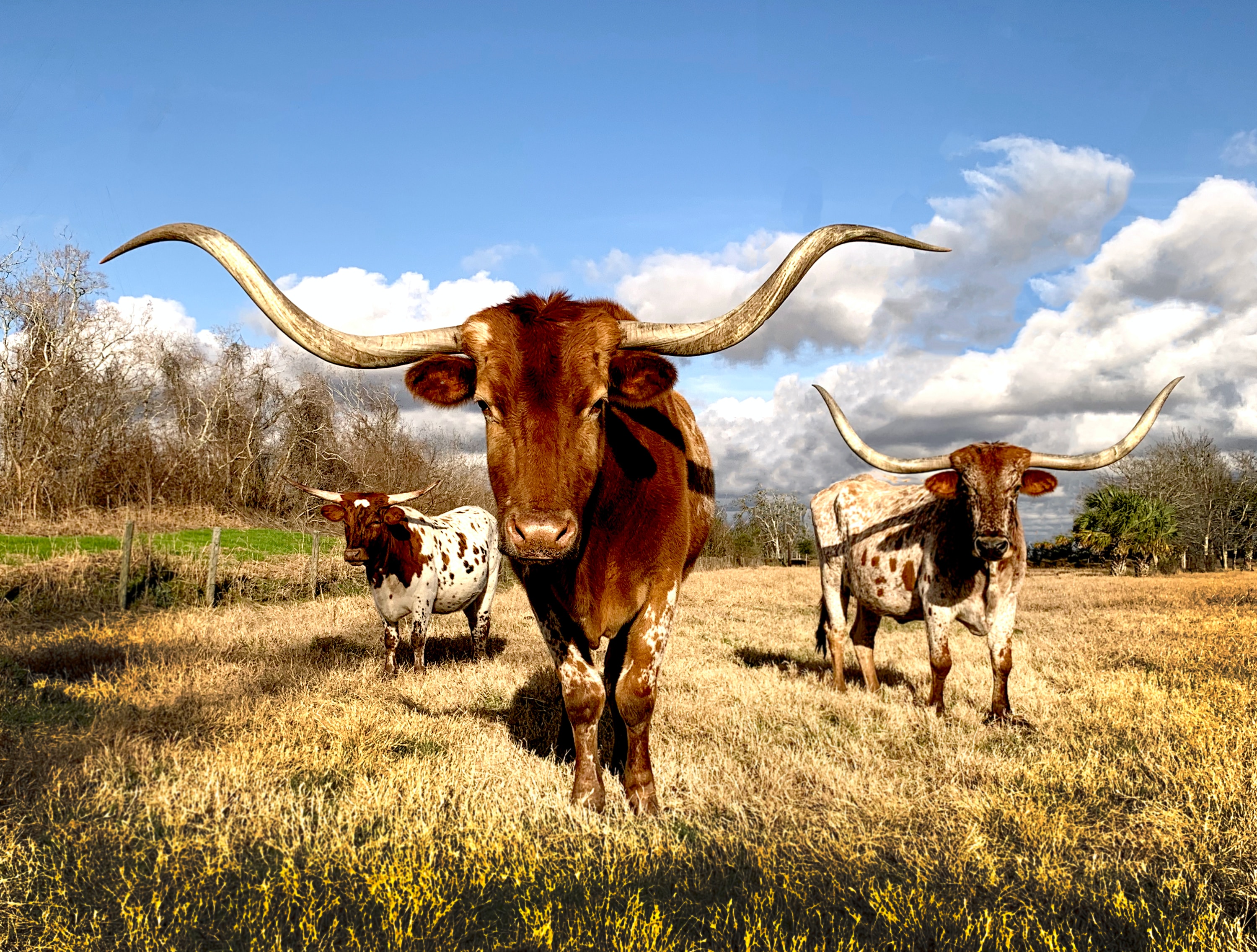 Texas Probate An Overview